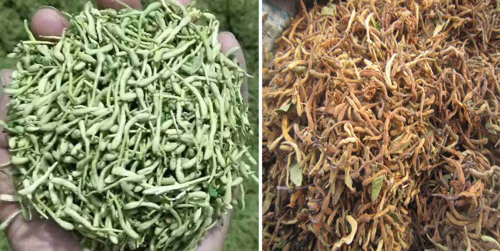 烘干金銀花畝產(chǎn)利潤多少？專業(yè)廠家詳解真實(shí)利潤