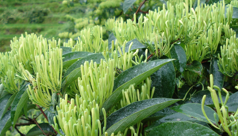 金銀花烘干時(shí)間和溫度?專(zhuān)家「烘干技術(shù)」大揭曉 金銀花烘干時(shí)間和溫度?專(zhuān)家「烘干技術(shù)」大揭曉